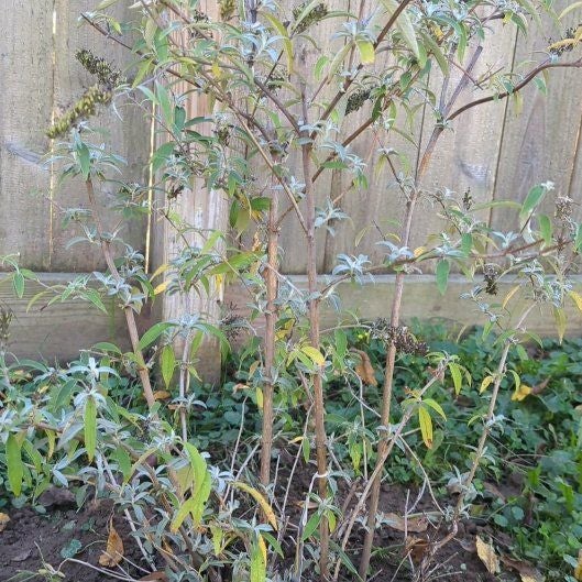 Plant care for Buddleia White Profusion on Greg, the plant care app