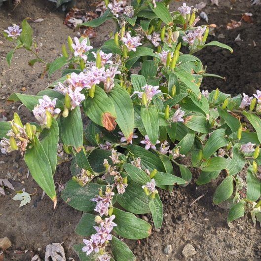 Photo of the plant species Miyazaki Toad Lily by @djkltt12 named Bodhi on Greg, the plant care app