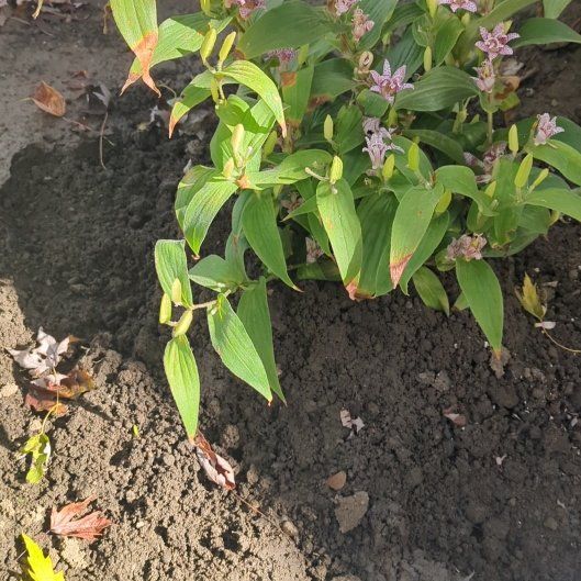 Photo of the plant species Miyazaki Toad Lily by @djkltt12 named Robert Plant on Greg, the plant care app