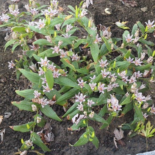 Photo of the plant species Miyazaki Toad Lily by @djkltt12 named Marley on Greg, the plant care app