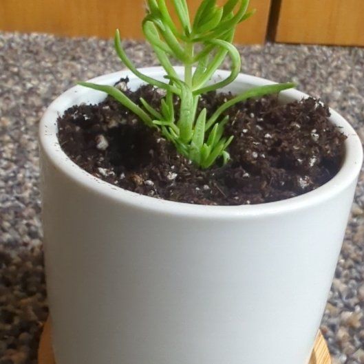 Photo of the plant species Sedum mexicanum 'Lemon Ball' by @djkltt12 named Messi on Greg, the plant care app