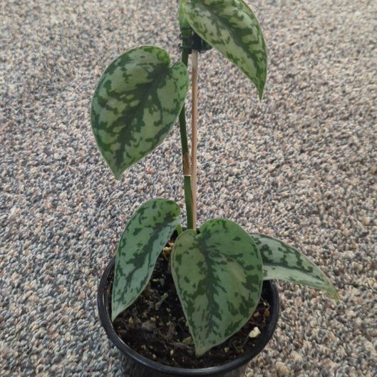 Photo of the plant species Scindapsus Silver Lady by @djkltt12 named Harmony on Greg, the plant care app