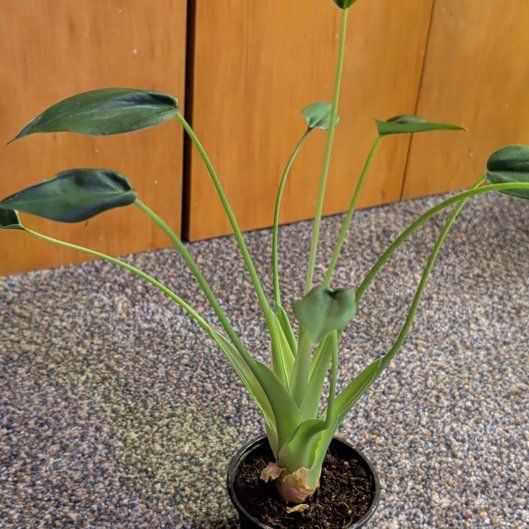 Photo of the plant species Buddha's Palm by @djkltt12 named Sir Plancelot on Greg, the plant care app
