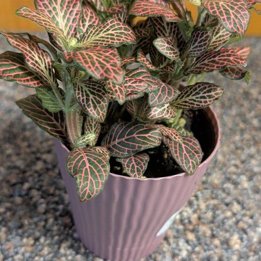 Photo of the plant species Mini Pink Fittonia by @djkltt12 named Pax on Greg, the plant care app