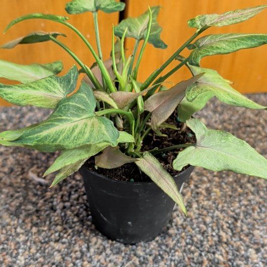 Photo of the plant species Syngonium podophyllum 'Mickey' by @djkltt12 named Mickey on Greg, the plant care app