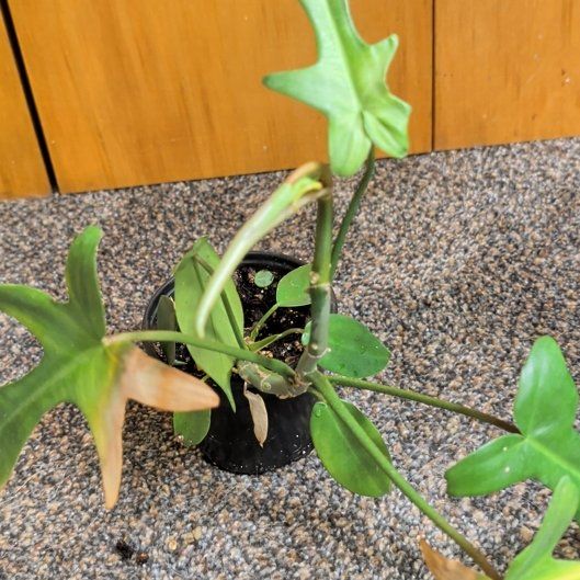 Photo of the plant species Florida Green Philodendron by @djkltt12 named Wall-E on Greg, the plant care app