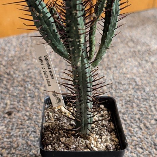 Photo of the plant species Euphorbia enopia by @djkltt12 named Kylie on Greg, the plant care app