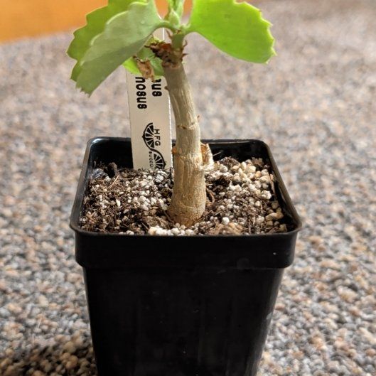 Photo of the plant species Cissus palmata by @djkltt12 named Curie on Greg, the plant care app