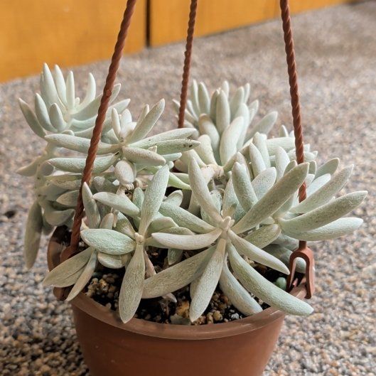 Photo of the plant species Cocoon Plant by @djkltt12 named Willow on Greg, the plant care app