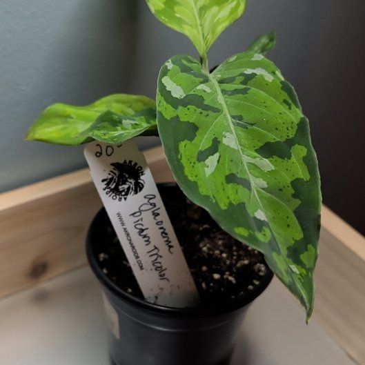 Photo of the plant species Aglaonema 'Tricolor' by @djkltt12 named Kardashian on Greg, the plant care app