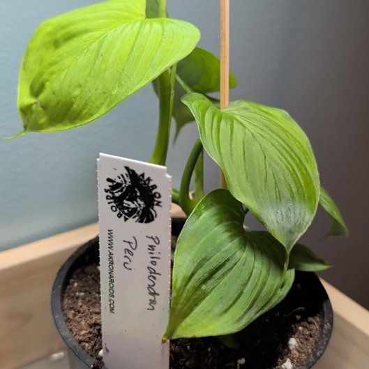 Photo of the plant species philodendron peru by @djkltt12 named Beckham on Greg, the plant care app