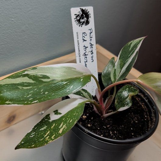 Photo of the plant species Philodendron Red Anderson by @djkltt12 named Taylor Swift on Greg, the plant care app