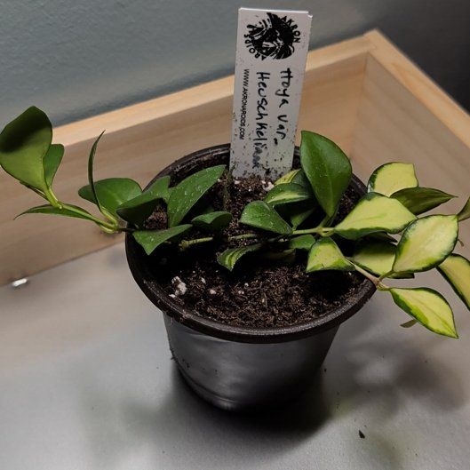 Photo of the plant species Hoya heuschkeliana variegata by @djkltt12 named Leonardo on Greg, the plant care app