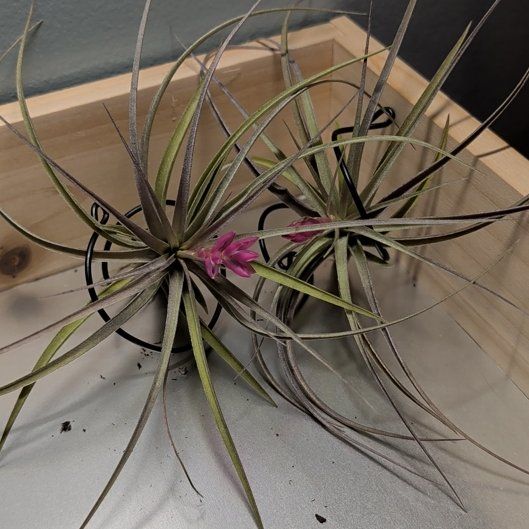 Photo of the plant species Tillandsia Erubescens by @djkltt12 named Daphne on Greg, the plant care app