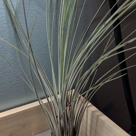 Photo of the plant species Tillandsia argentea Air Plant by @djkltt12 named Tupot amaroot on Greg, the plant care app