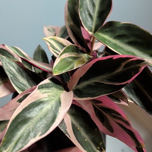 Photo of the plant species Stromanthe sanguinea 'Tricolor' by @djkltt12 named Navajo on Greg, the plant care app