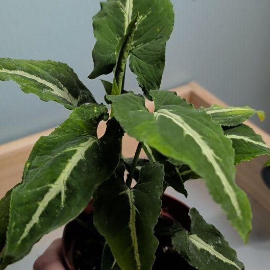 Photo of the plant species Arrrowhead Plant by @djkltt12 named Mando on Greg, the plant care app