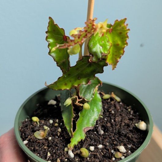 Photo of the plant species Begonia amphioxus by @djkltt12 named da Vinci on Greg, the plant care app