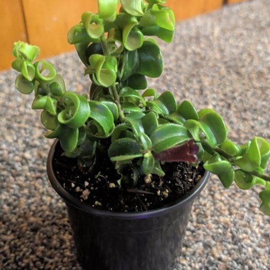 Photo of the plant species Twisted Lipstick Plant by @djkltt12 named Apollo on Greg, the plant care app