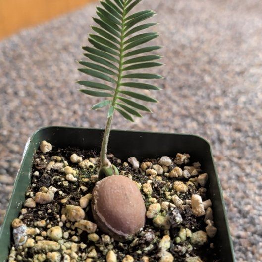 Photo of the plant species Dioon edule by @djkltt12 named Kendall on Greg, the plant care app
