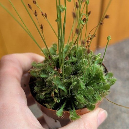 Photo of the plant species Oblong-Leaved Sundew by @djkltt12 named Delilah on Greg, the plant care app