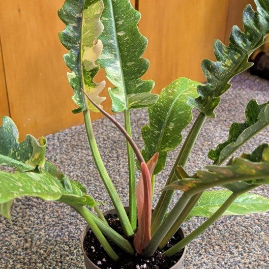 Photo of the plant species Ring Of Fire by @djkltt12 named Marley on Greg, the plant care app