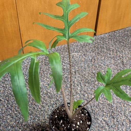 Photo of the plant species Alocasia brancifolia by @djkltt12 named Cleopatra on Greg, the plant care app