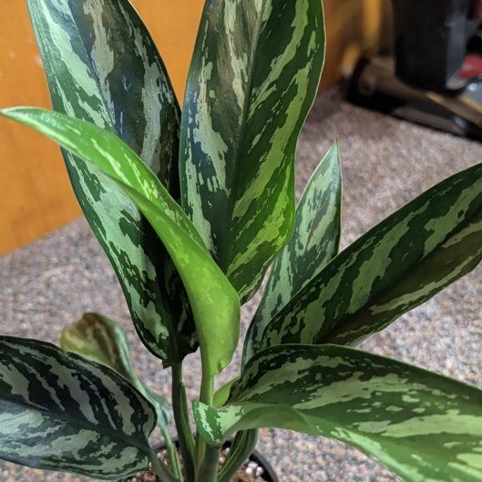 Photo of the plant species Aglaonema 'Tigress' by @djkltt12 named Maya on Greg, the plant care app