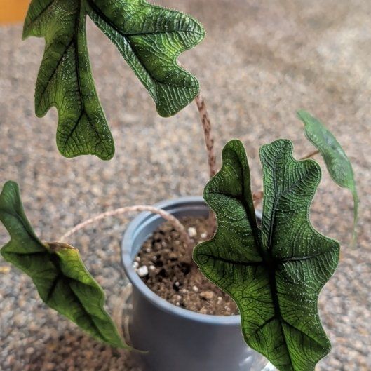 Photo of the plant species Alocasia 'Jacklyn' by @djkltt12 named Sanders on Greg, the plant care app