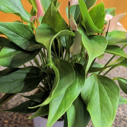 Photo of the plant species Flamingo Flower by @djkltt12 named Harmony on Greg, the plant care app