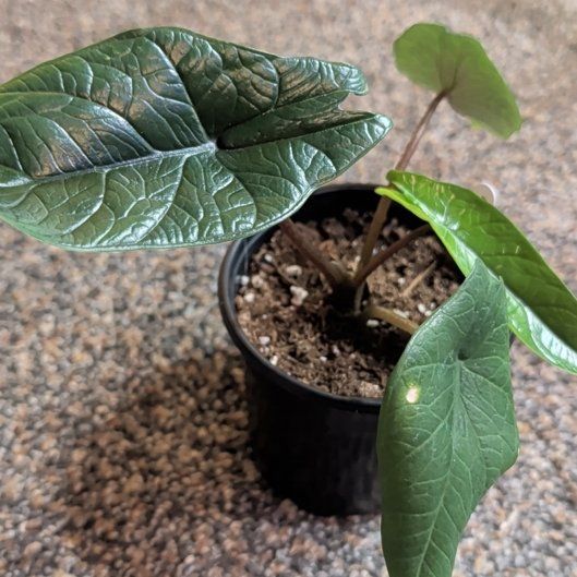 Photo of the plant species Alocasia Scalprum by @djkltt12 named Sahara on Greg, the plant care app