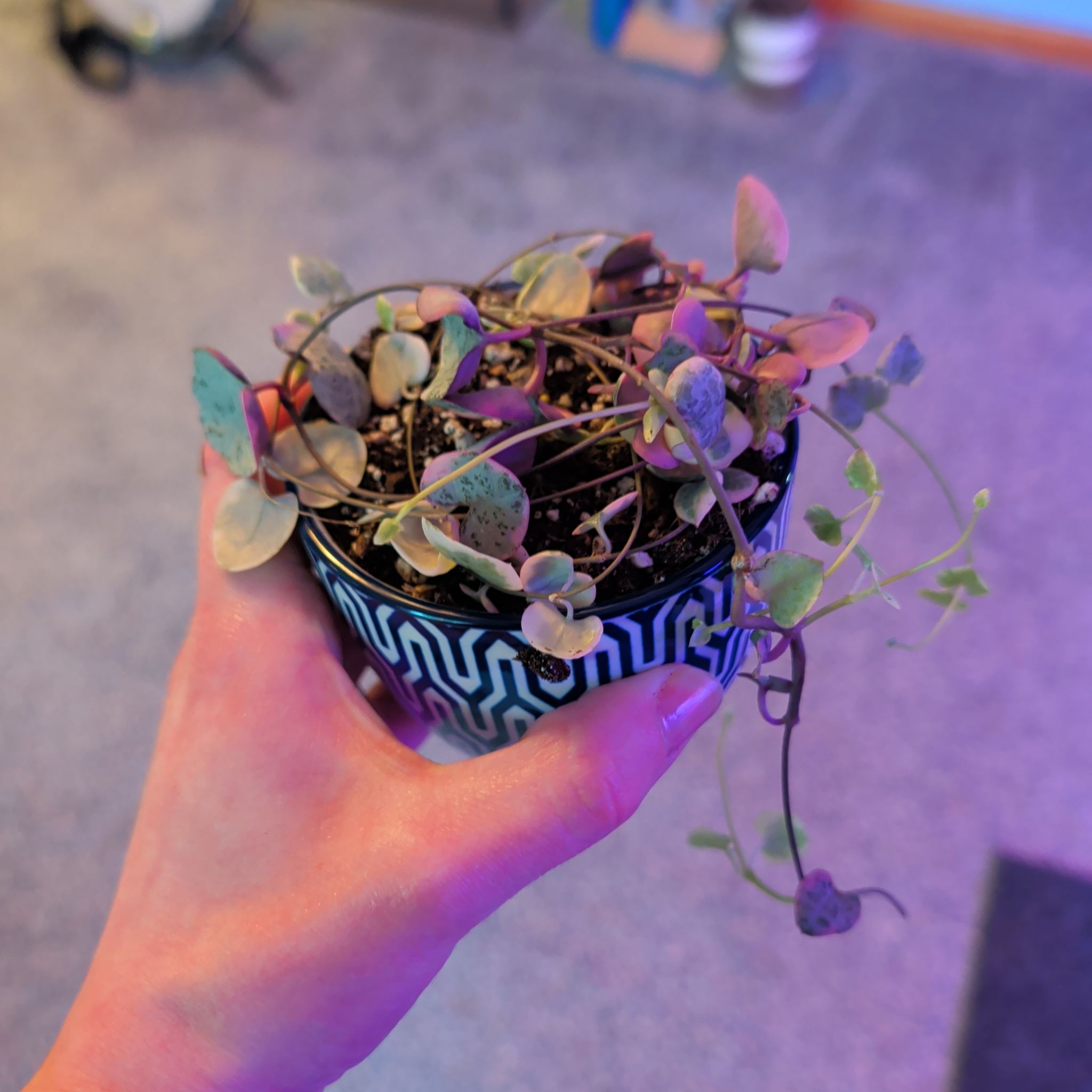 Photo of the plant species Variegated String of Hearts by @djkltt12 named Elle on Greg, the plant care app