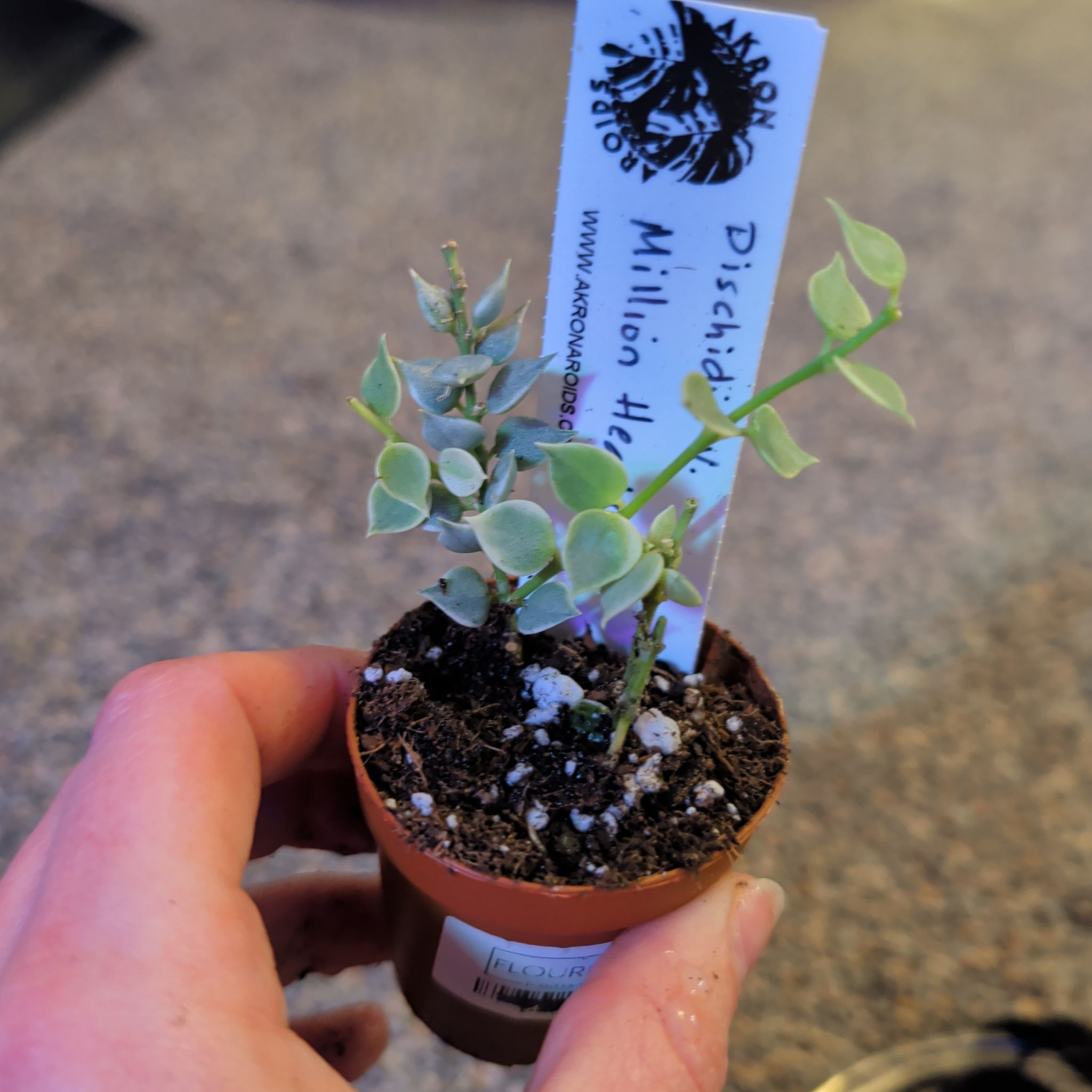 Photo of the plant species Million Hearts Dischidia by @djkltt12 named Terra on Greg, the plant care app