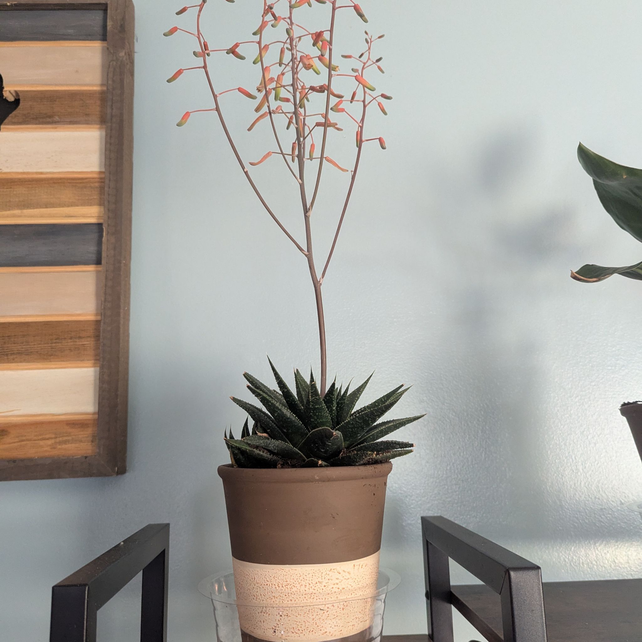 Photo of the plant species Zebra Plant by @djkltt12 named Tree Diddy on Greg, the plant care app