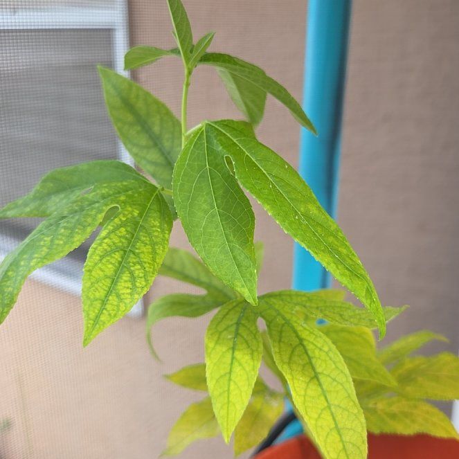 Photo of the plant species Giant Ragweed by @ManlyPhlox36 named Sherlock on Greg, the plant care app