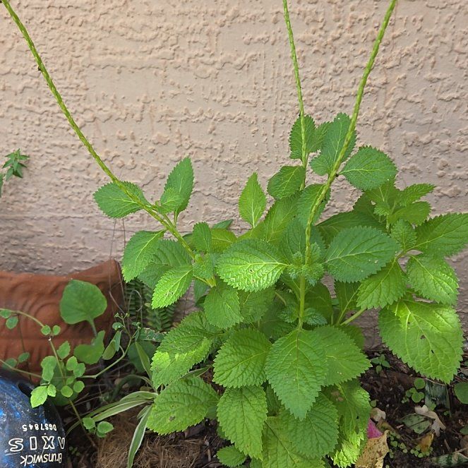 Photo of the plant species Blue Porterweed by @ManlyPhlox36 named Hemingway on Greg, the plant care app