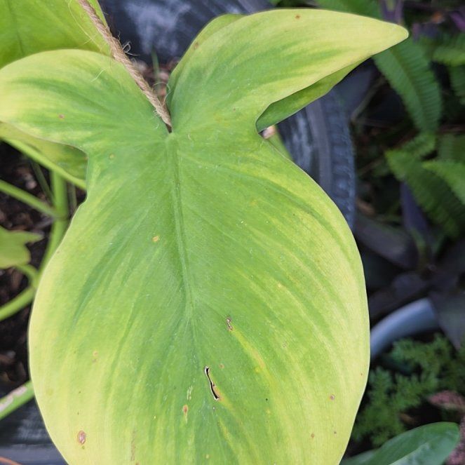 Photo of the plant species Bog Arum by @ManlyPhlox36 named Leonardo on Greg, the plant care app