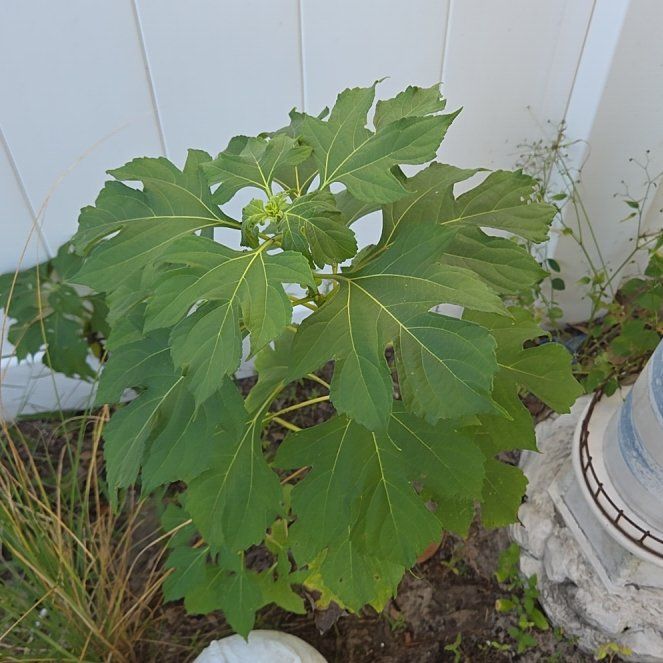 Photo of the plant species Mexican Sunflower by @ManlyPhlox36 named Austen on Greg, the plant care app