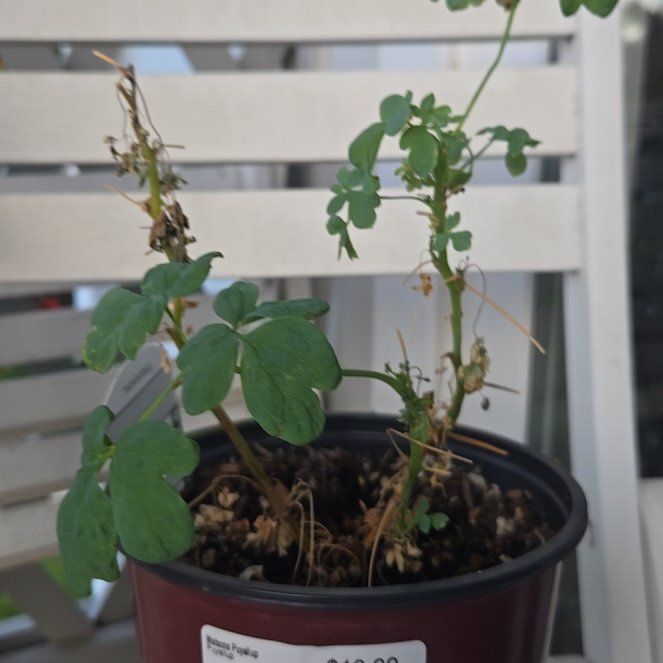 Photo of the plant species Bleeding Heart by @KeyCowparsnip85 named Demi on Greg, the plant care app