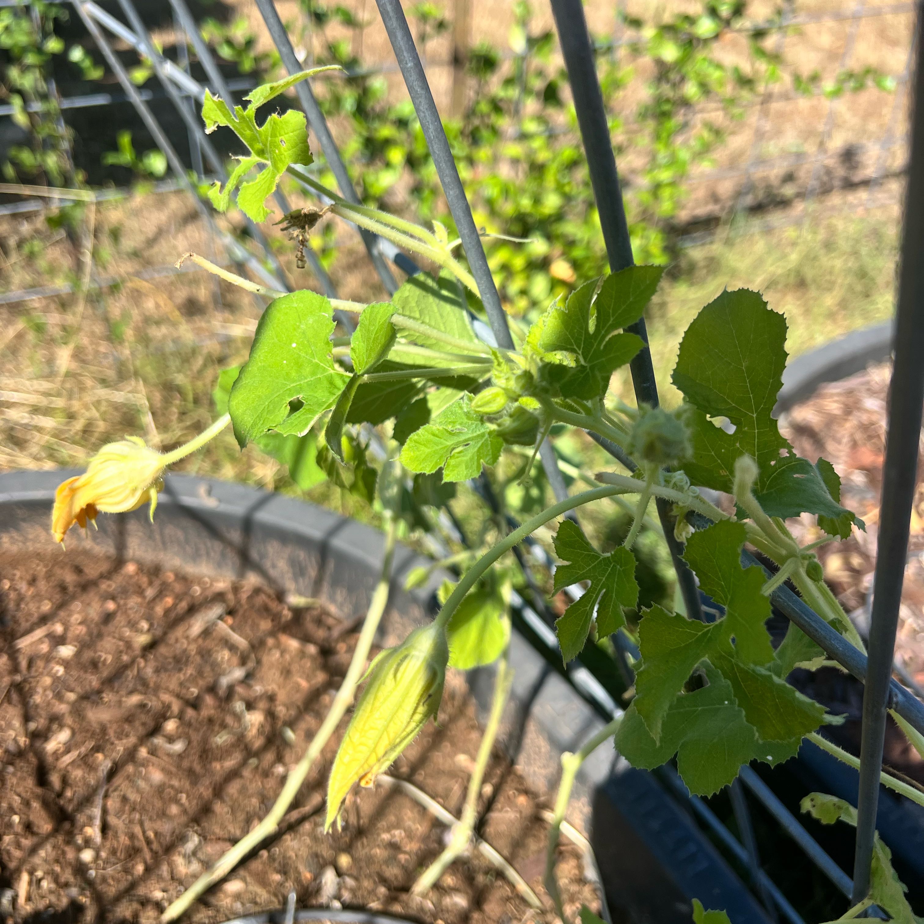 Photo of the plant species Bitter Melon by @GiddyRosilla5 named Gobi on Greg, the plant care app