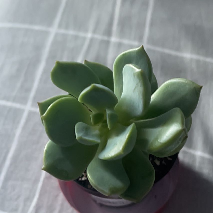 Photo of the plant species Porcelain Plant by @DandySucc21 named Drake on Greg, the plant care app