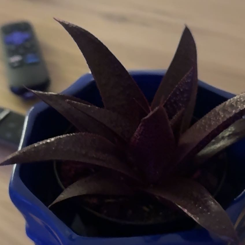 Photo of the plant species Kosmik Kaktus by @AnewRiberry65 named Dart on Greg, the plant care app