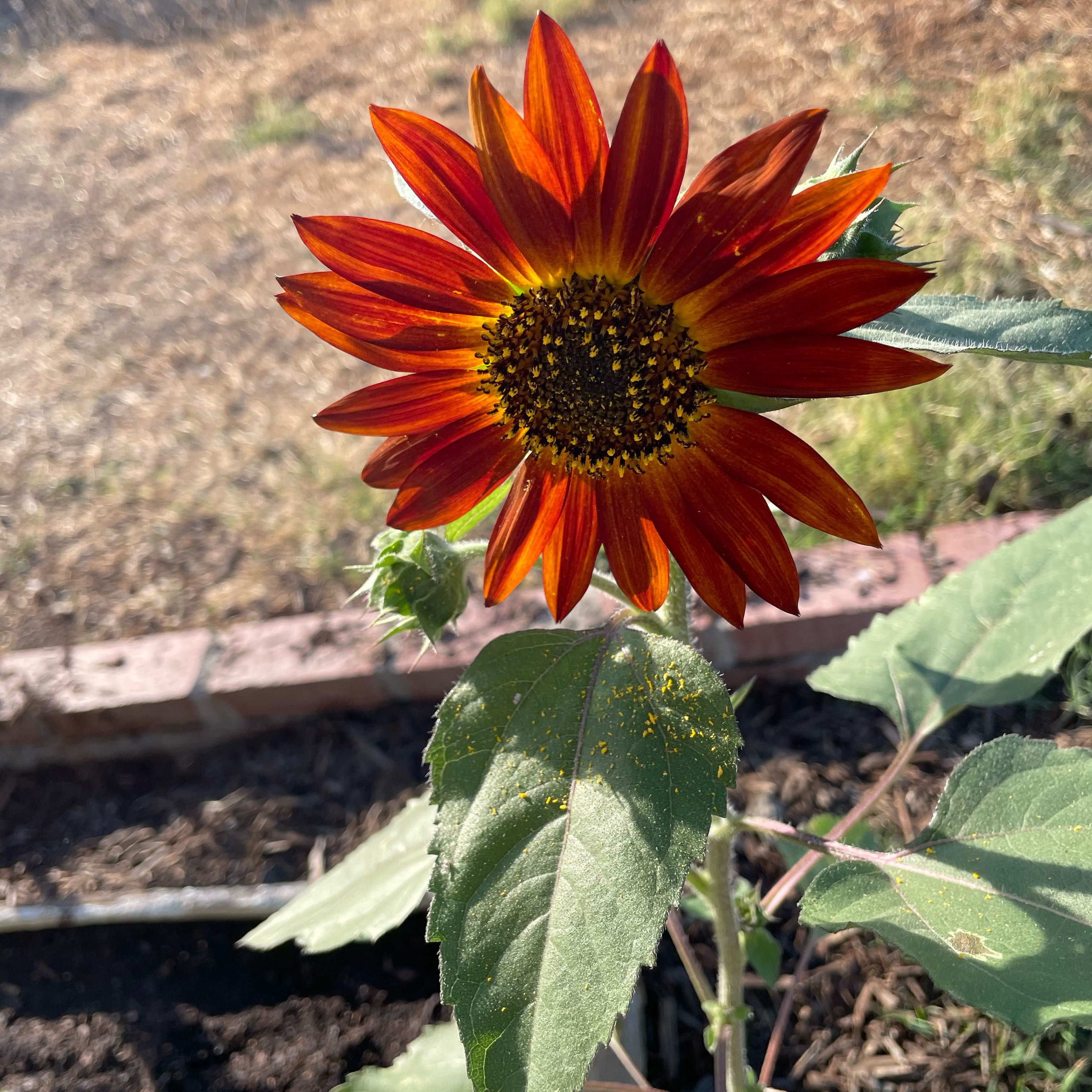 Photo of the plant species Velvet Queen Sunflower by @IconMingfern70 named Wall-E on Greg, the plant care app