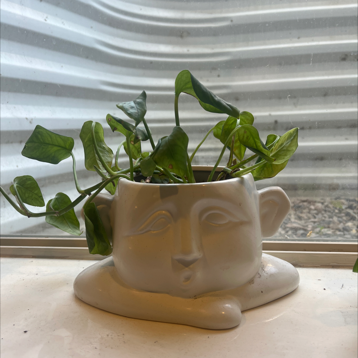 Photo of the plant species Emerald Pothos by @EarnestPignut52 named Gary on Greg, the plant care app