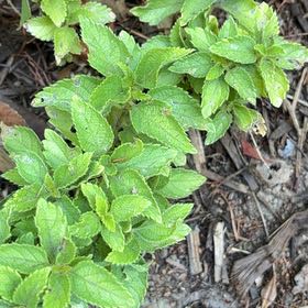 Photo of the plant species Blackthorn by @ProLukiwan55 named Madonna on Greg, the plant care app