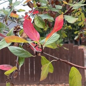 Photo of the plant species Carolina Allspice by @ProLukiwan55 named Mando on Greg, the plant care app