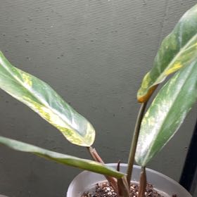 Photo of the plant species Carmel Marble Philodendron by @AbsoluteMelon57 named Sonora on Greg, the plant care app