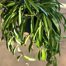 Photo of the plant species Hoya wayetti by @NewFicus33 named Fernie Mac on Greg, the plant care app