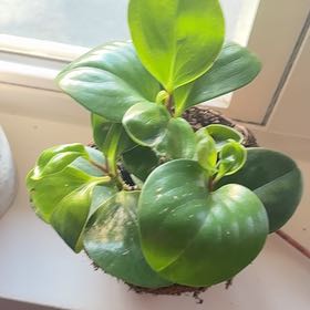 Photo of the plant species Peperomia 'Pixie Lime' by @NewFicus33 named Dax on Greg, the plant care app