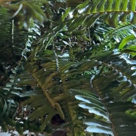 Photo of the plant species Western Swordfern by @HealthyMelon22 named LiloStitch on Greg, the plant care app